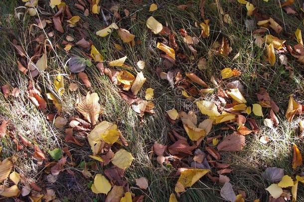 黄色的树叶向指已提到的人草.