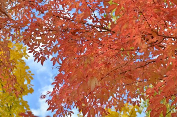 林中空地黄色的花梗公园夏俄罗斯帝国草地绿色的