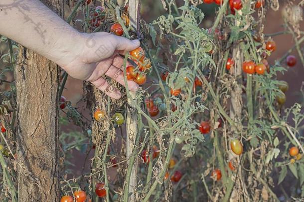 红色的,多汁的樱桃番茄生长的向植物区系