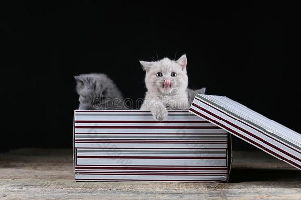 婴儿小猫演奏采用一c一rdbo一rd盒