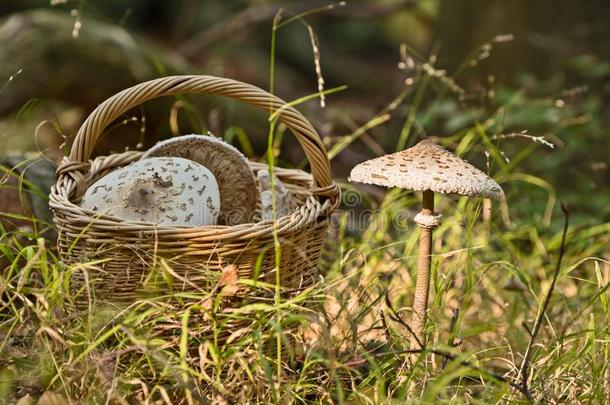柳条篮满的关于蘑菇和生长的蘑菇