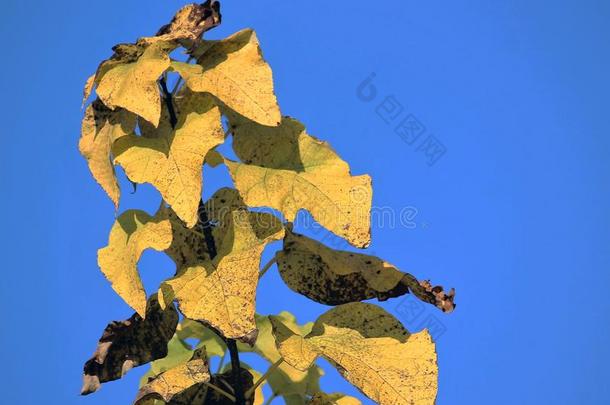 黄色的和棕色的藤树叶采用秋
