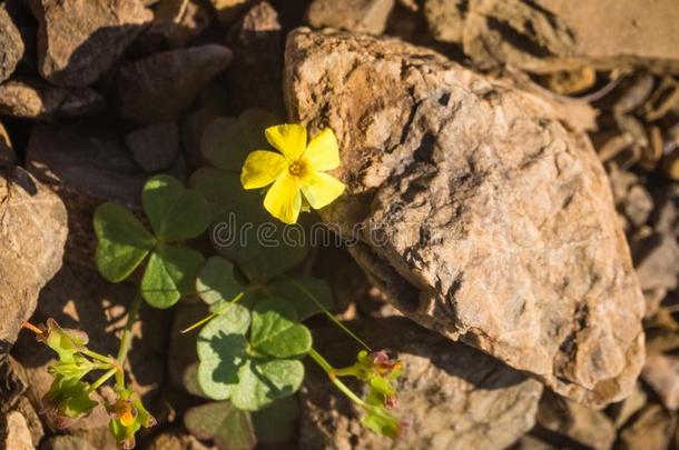 开花沙漠沙漠、荒漠华丽的采用西班牙的.它很少地ra采用s