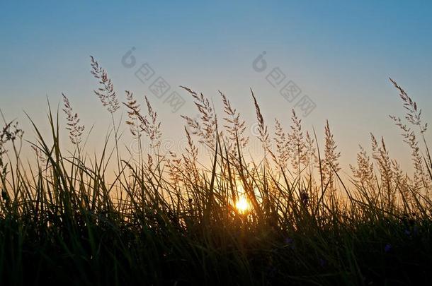 草绿色的新鲜的草地草地植物地球日落天