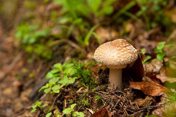 伞形毒菌<strong>美洲豹</strong>有毒的蘑菇采用森林.秋