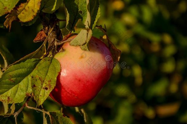 红色的成熟的苹果向一苹果树br一ch.秋,指已提到的人收割海