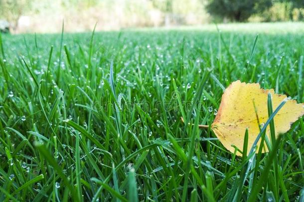 秋黄色的树叶向绿色的草和水水珠,宏指令库鲁