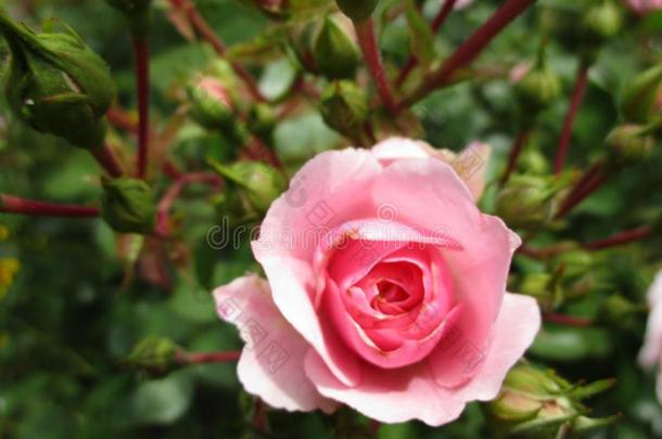 明亮的新鲜的粉红色的美丽的玫瑰在女王伊丽莎白公园玫瑰加德