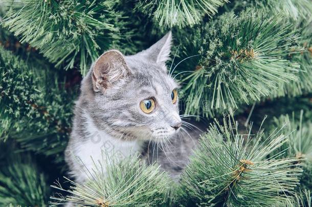晕眩的灰色小猫爬到之上圣诞节树,有样子的离开.新的
