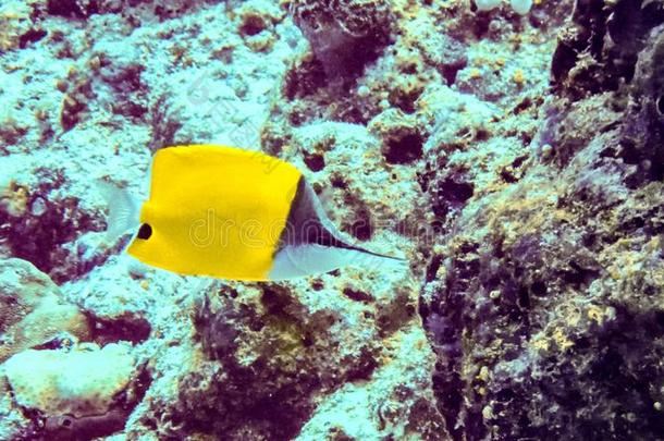 黄色的长鼻子蝴蝶鱼福西比格朗伊罗斯特里斯在水中的