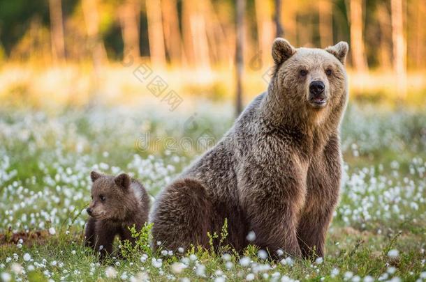 她-熊和熊-幼小的兽在日落.