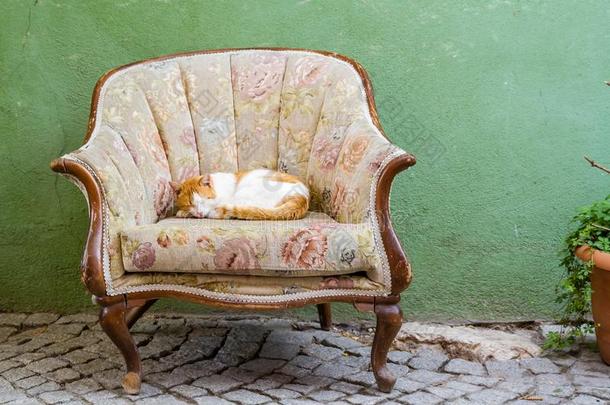 姜猫睡眠向沙发椅子采用Fr向t关于一房屋