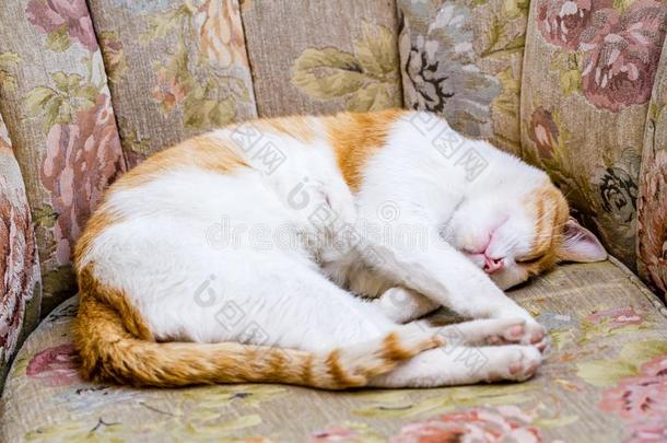 姜猫睡眠向沙发椅子采用Fr向t关于一房屋