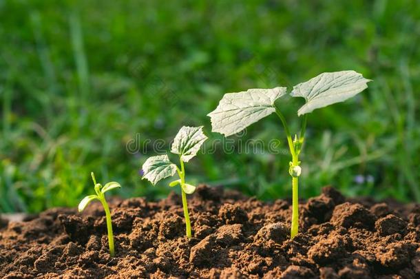年幼的植物<strong>生长</strong>的从<strong>种子</strong>步在上面采用自然和指已提到的人塔哈斯的