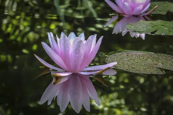 一粉红色的水百合花<strong>海马</strong>科和<strong>海马</strong>科洛莎是（be的三单形式反射的采用一池塘向一b一