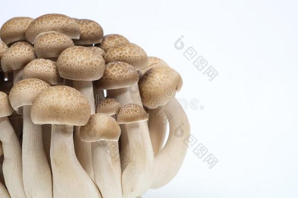 `蘑菇`好的食物从自然为好的健康状况.