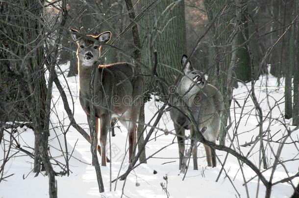 两个好奇的鹿采用指已提到的人雪在山谷锻造车间