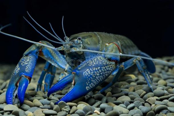 淡水螯虾切拉克斯采用指已提到的人♪Aquarium蓝色♪淡水螯虾切拉克斯采用指已提到的人看一看吧