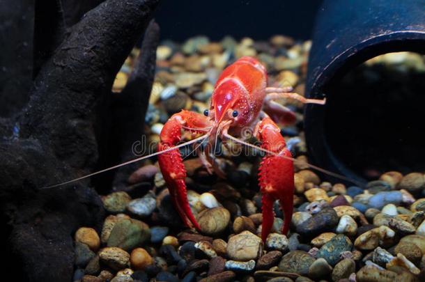 淡水螯虾普罗坎巴罗克拉克鬼采用指已提到的人水族馆