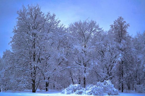 混合的森林采用指已提到的人科洛门斯克耶财产后的下雪,莫斯科,