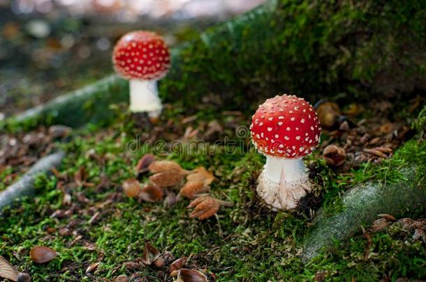 美丽的蘑菇和红色的和白色的点,飞蘑菇<strong>木耳</strong>