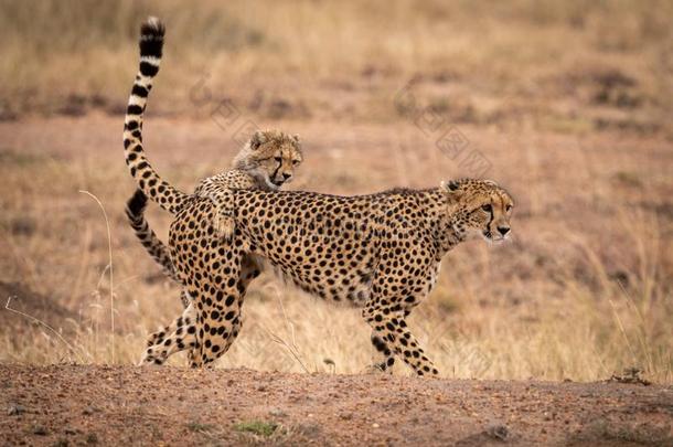 非洲猎豹幼小的兽试图<strong>抓取</strong>母亲向地球银行