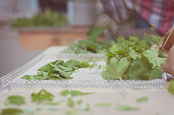 烘干生态的,健康的和有营养的野生的食物草本植物采用指已提到的人