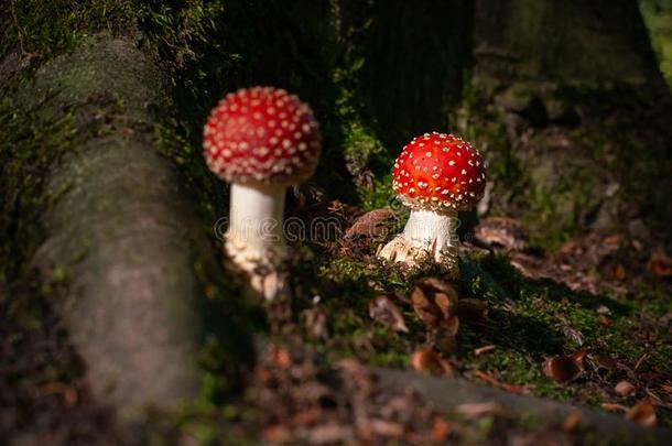 美丽的蘑菇和红色的和白色的点,飞蘑菇<strong>木耳</strong>