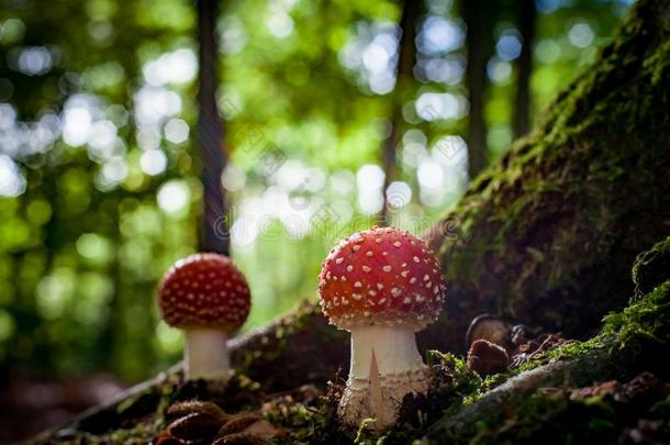 美丽的蘑菇和红色的和白色的点,飞蘑菇木耳