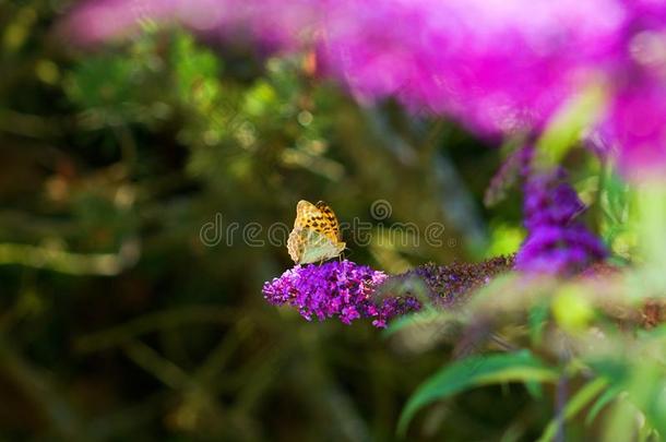 梅利塔亚迪迪玛蝴蝶向一花关于蝴蝶灌木