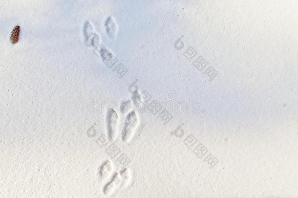兔子小路采用指已提到的人新鲜的雪.