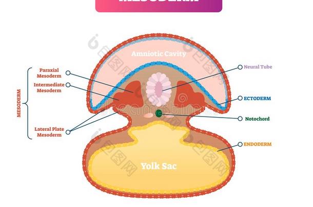 中胚叶矢量说明.标记的医学的图表和安布里