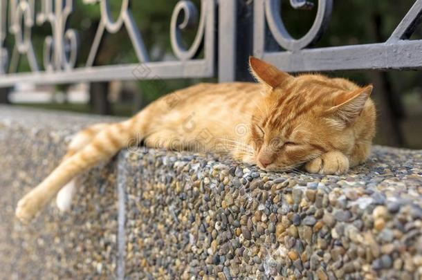 红色的大街猫是（be的三单形式睡眠在外面