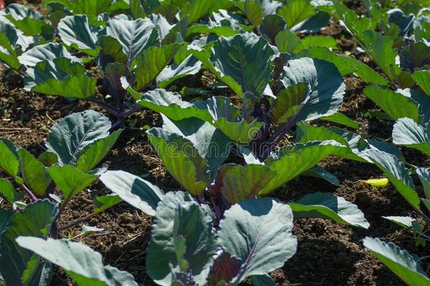 蔬菜作物,农业的生产采用哥伦比亚