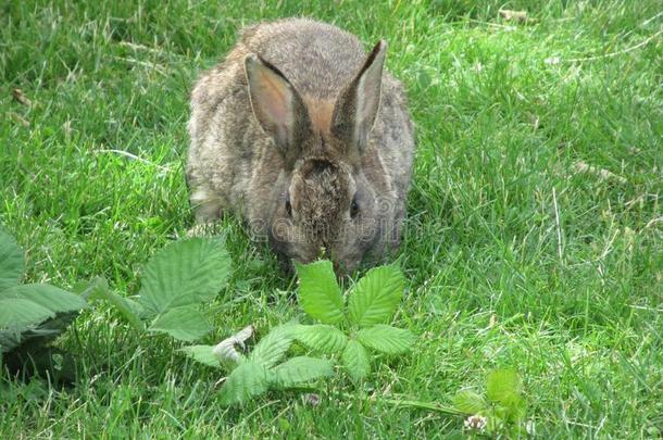 甜的漂亮的棕色的兔子兔子向指已提到的人草,加拿大,夏2018
