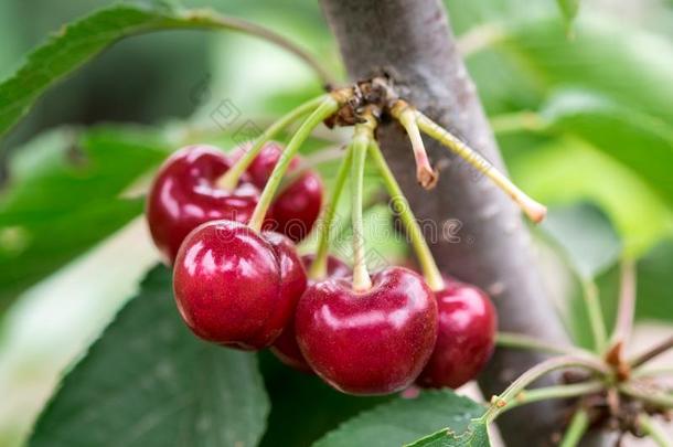 特写镜头关于有机的红色的成熟的<strong>樱桃生长</strong>的向树枝