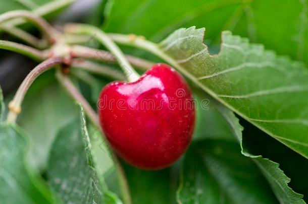 特写镜头关于有机的红色的成熟的樱桃生长的向树枝