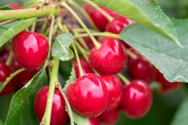 特写镜头关于有机的红色的成熟的樱桃