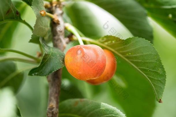 关-在上面关于成熟的甜的黄色的红色的樱桃向树枝