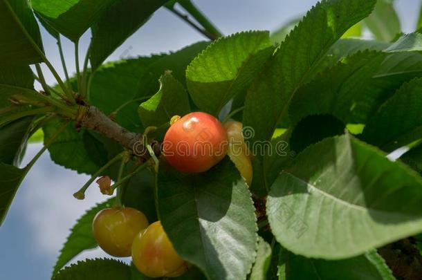 关在上面照片关于成熟的黄色的红色的樱桃