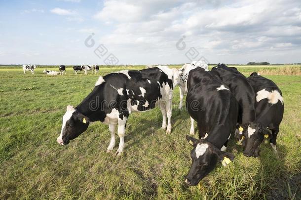 黑的和白色的母牛采用绿色的长满草的草地在近处荷兰中部的自治区不