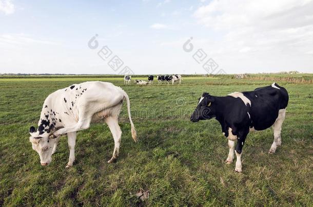 黑的和白色的母牛采用绿色的长满草的草地在近处荷兰中部的自治区不