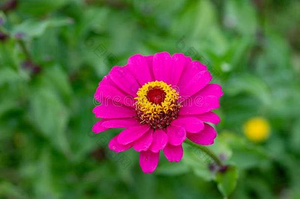 <strong>百日</strong>草属植物.花关于<strong>百日</strong>草属植物.花的背景.普通的<strong>百日</strong>草属植物.