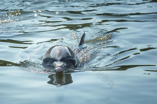 宽吻海豚海豚,一强壮的-有形的海豚和一明显的短的