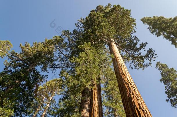 巨人<strong>水杉</strong>在约塞米蒂国家公园N在ional公园