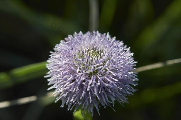 紫色的开花关于球花属标点符号