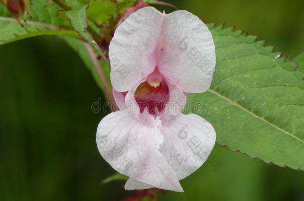 蜜蜂屁股花和粉红色的花