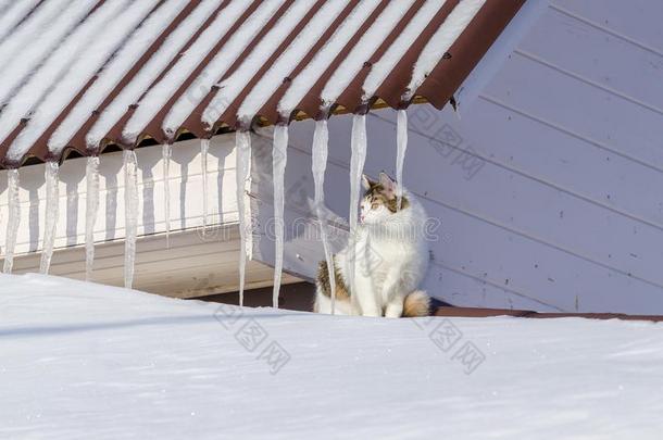 美丽的印花布猫步行向下雪的屋顶关于指已提到的人房屋赌注Slovenia斯洛文尼亚