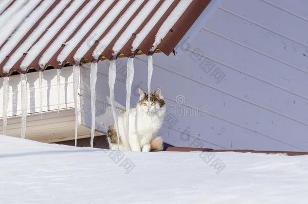 美丽的印花布猫步行向下雪的屋顶关于指已提到的人房屋赌注Slovenia斯洛文尼亚