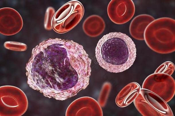 单核细胞和淋巴球被环绕着的在旁边红色的血细胞